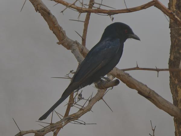 <h3><a href="/trips/gambia/biota/animalia/chordata/aves/040 passeriformes/051 dicruridae/dicrurus adsimilis/dicrurus adsimilis-nl.html">Dicrurus&nbsp;adsimilis</a> / Fork‑tailed&nbsp;drongo / Treurdrongo</h3>OM-1 Mark II met OLYMPUS M.150-400mm F4.5 TC, 1/2000 sec  bij F5.6, ISO 500, afstand 24.6&nbsp;m
